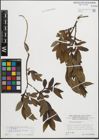 Foto von Salix pentandra L.